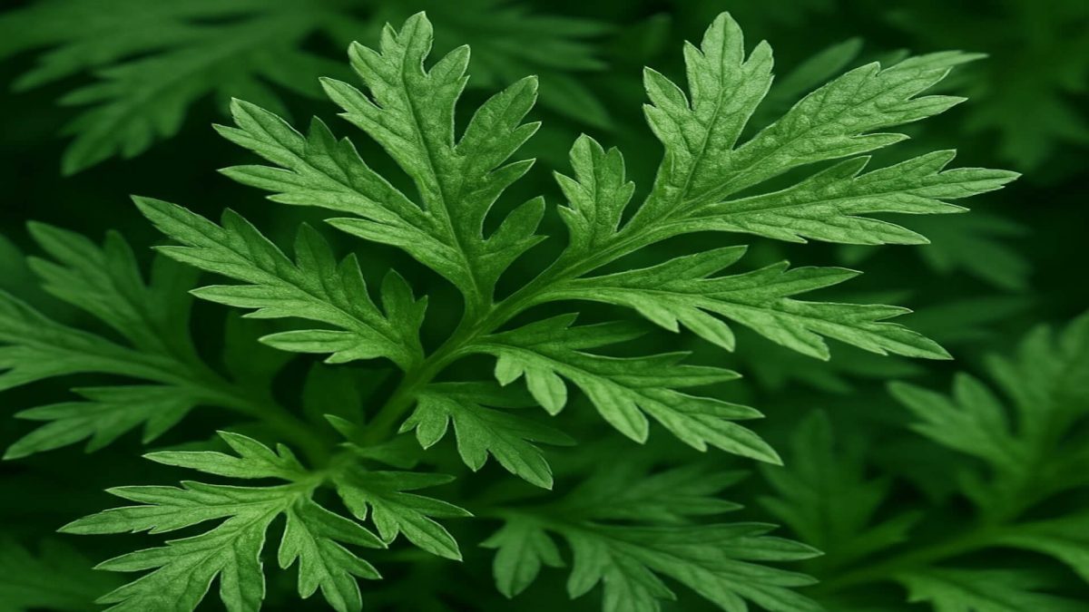 Mugwort specimen leaves in nature